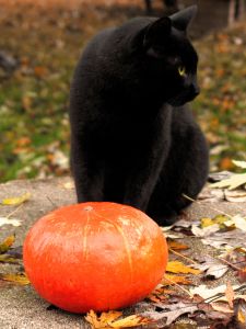 Halloween not such a 'treat' for pets